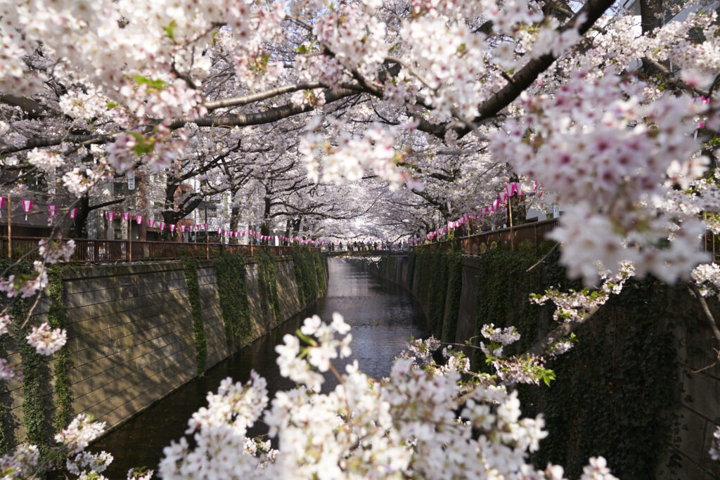 cherry blossom gajoen best hotels in Japan
