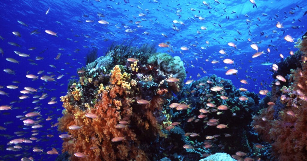 Happy World Oceans day
