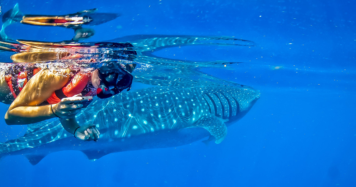 a traveller swimming with whale sharks in cancun