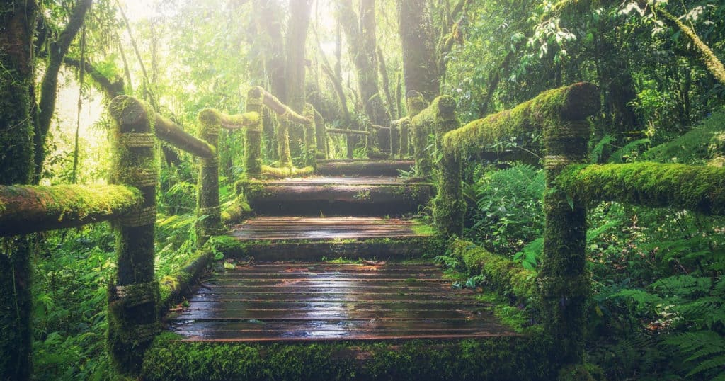 green nature walk vibrant during wet season