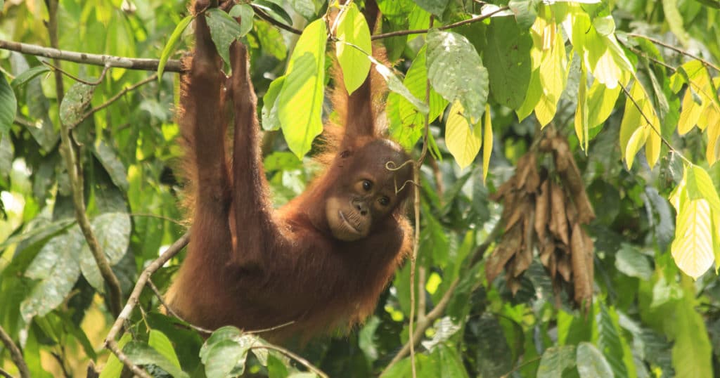 support wildlife when travelling after COVID19
