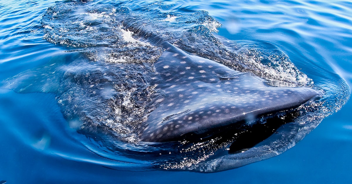 whale shark rising above the surface in cancun