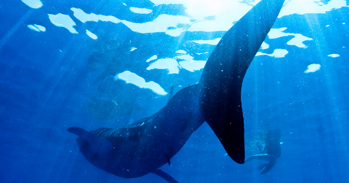 whale sharks are gentle giants of the ocean found in Mexico
