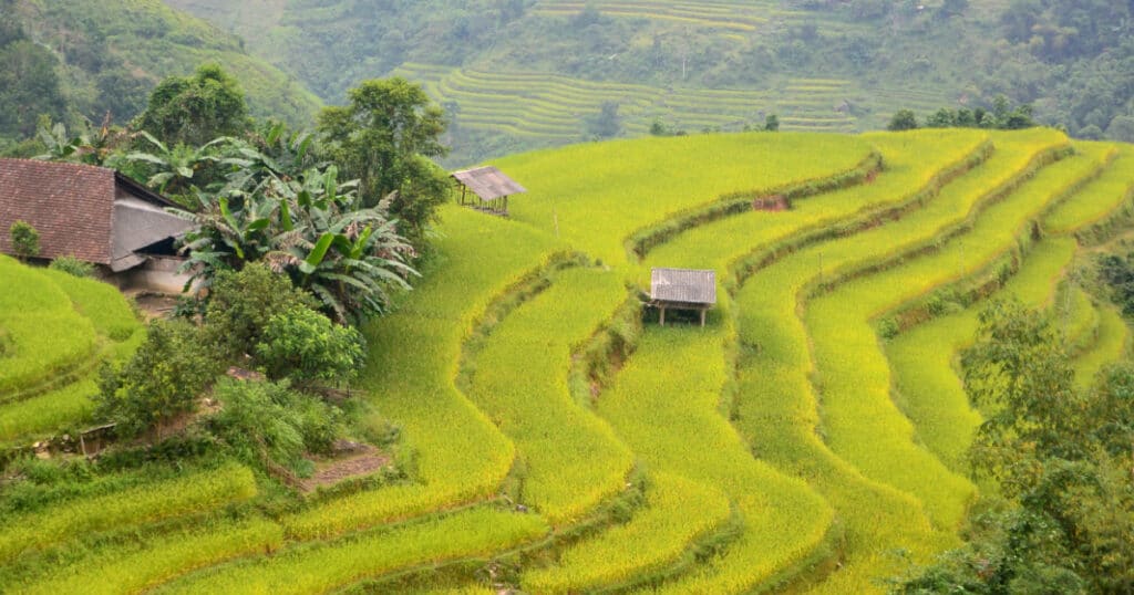 Hoang Su Phi in it's golden glory during a trekking trip through Northern Vietnam