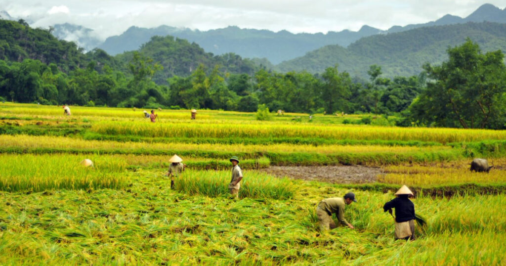 Mai Chau during the harvest season is a beautiful sight and offers great trekking in Northern Vietnam