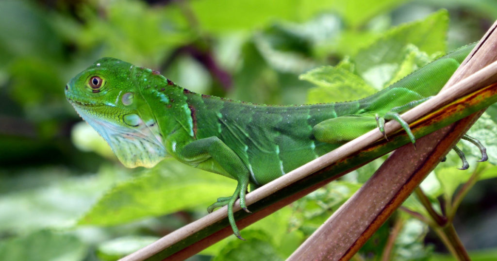 green iguana spotted in the jungle of costa rica on a sustainable tourism trip