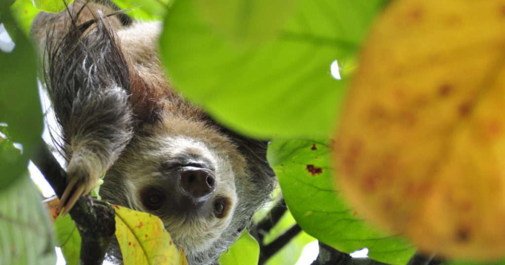 sloth peeking through the jungle trees in costa rica - sustainable tourism with Discova