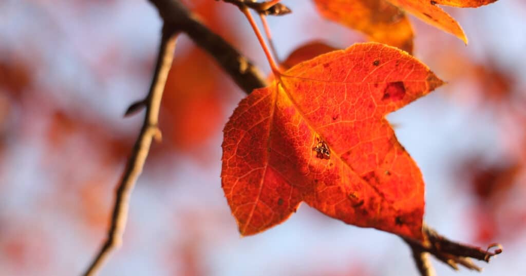 autumn leaves in hong kong from September to December