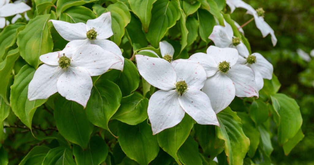 dogwood leaves to celebrate double ninth festival in hong kong in autumn