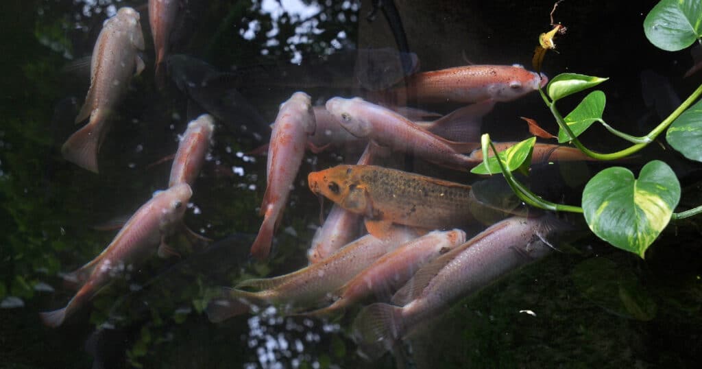 koi fish in hong kong during autumn