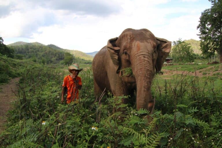 Chiang Mai elephant