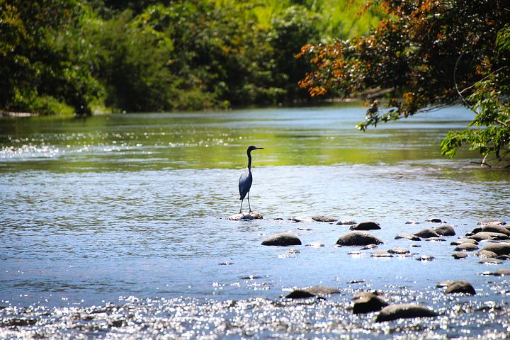 Heron Costa Rica River