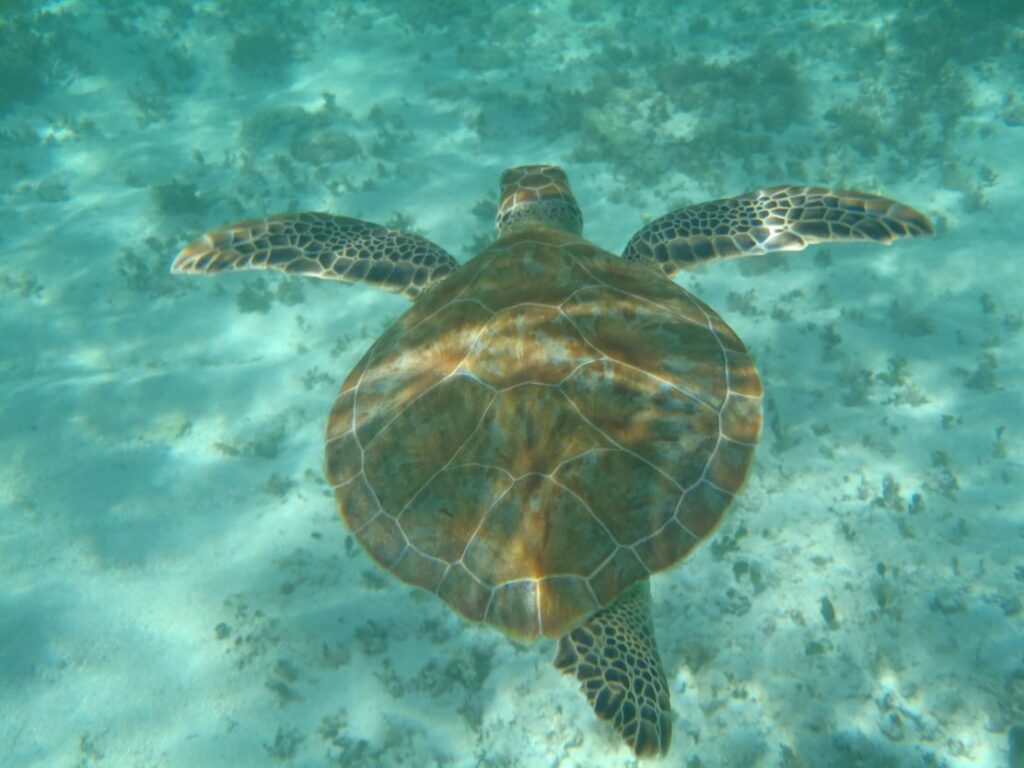 Sea turtle