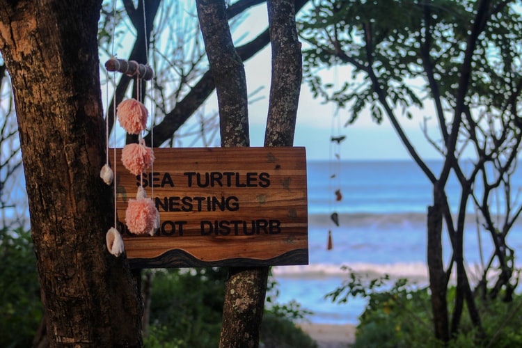 Sea Turtles Nesting
