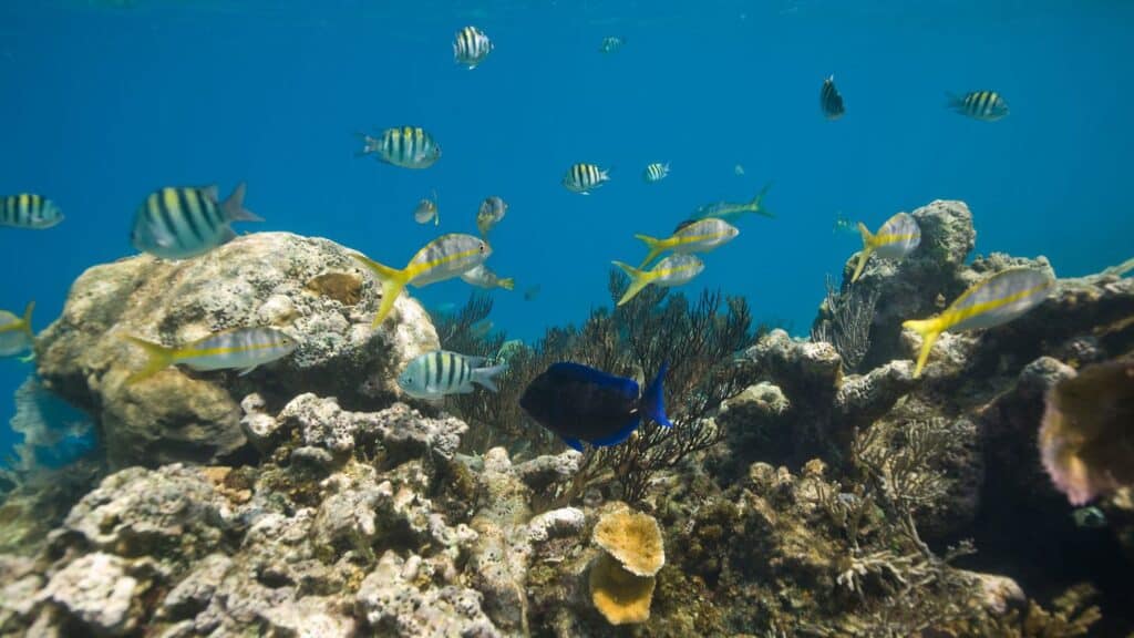 Snorkelling tropical fish