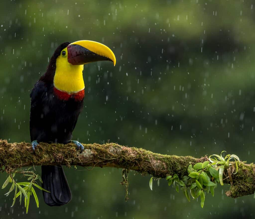 Costa Rica Toucan