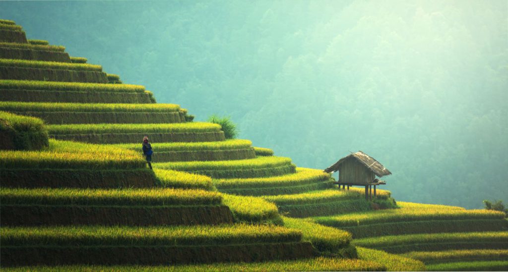 Vietnam Rice Terraces