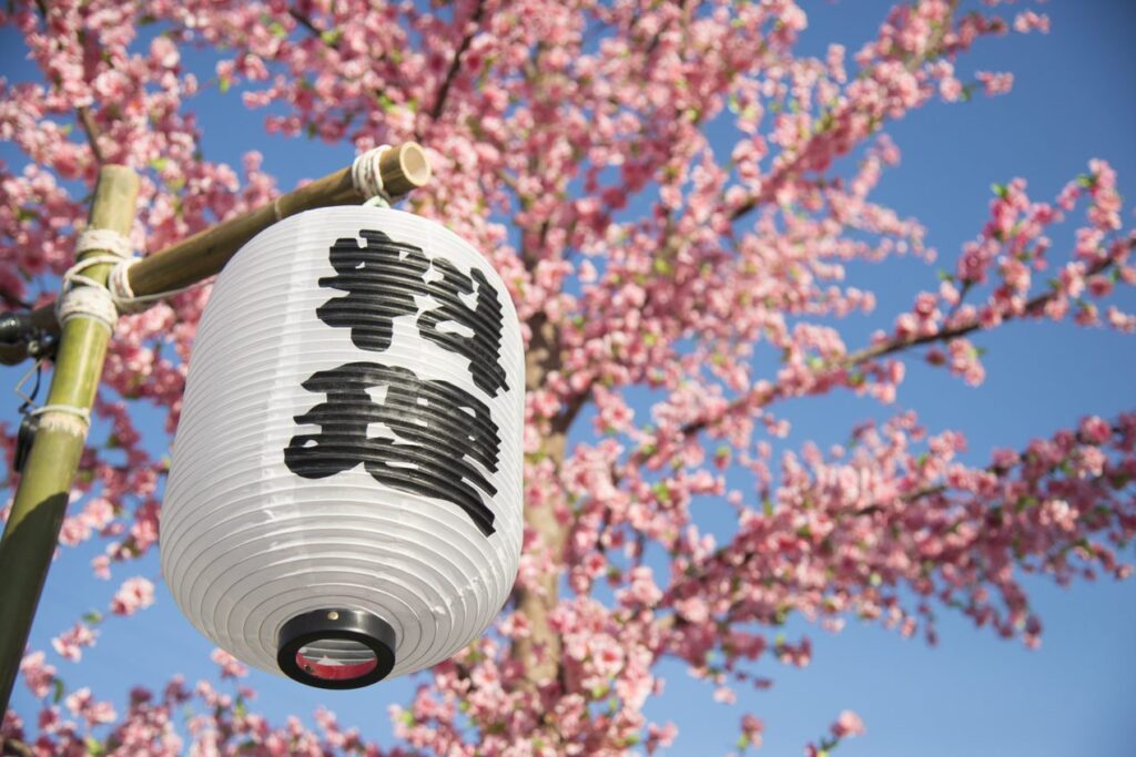 Japanese lantern and cherry blossom