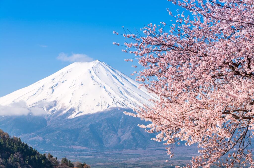 Mount Fuji with cherry blossom