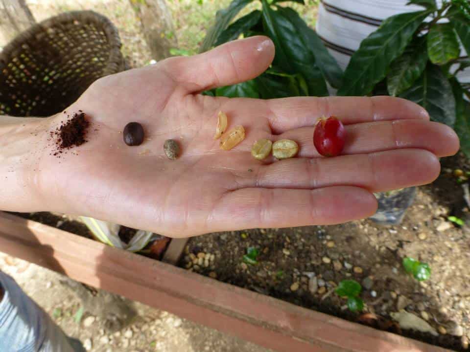 Coffe beans process