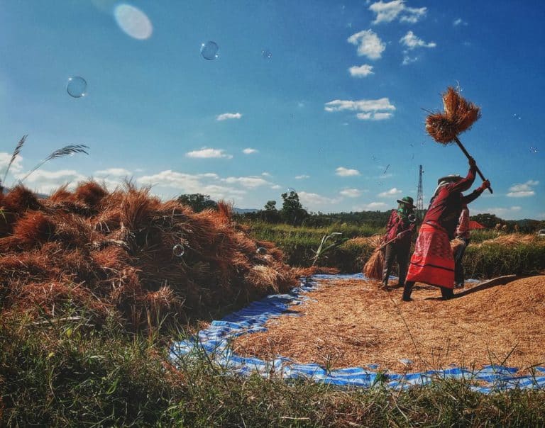 Rice threshing Om Goi