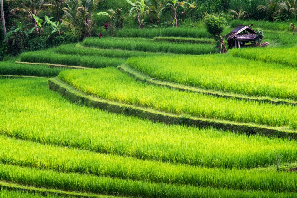 East Bali rice field