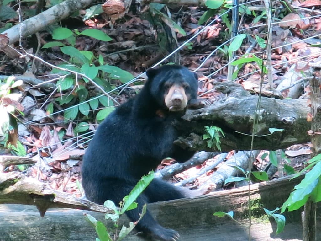 Sun bear