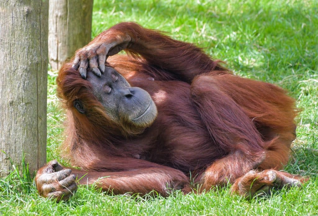 Orangutan