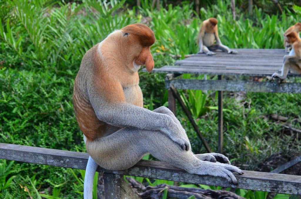 Proboscis monkey