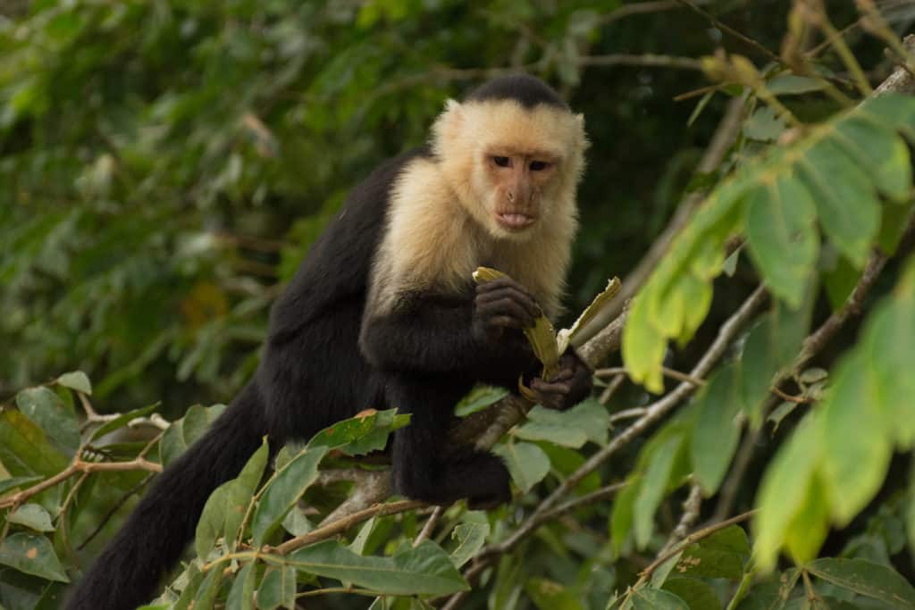 White-faced monkey