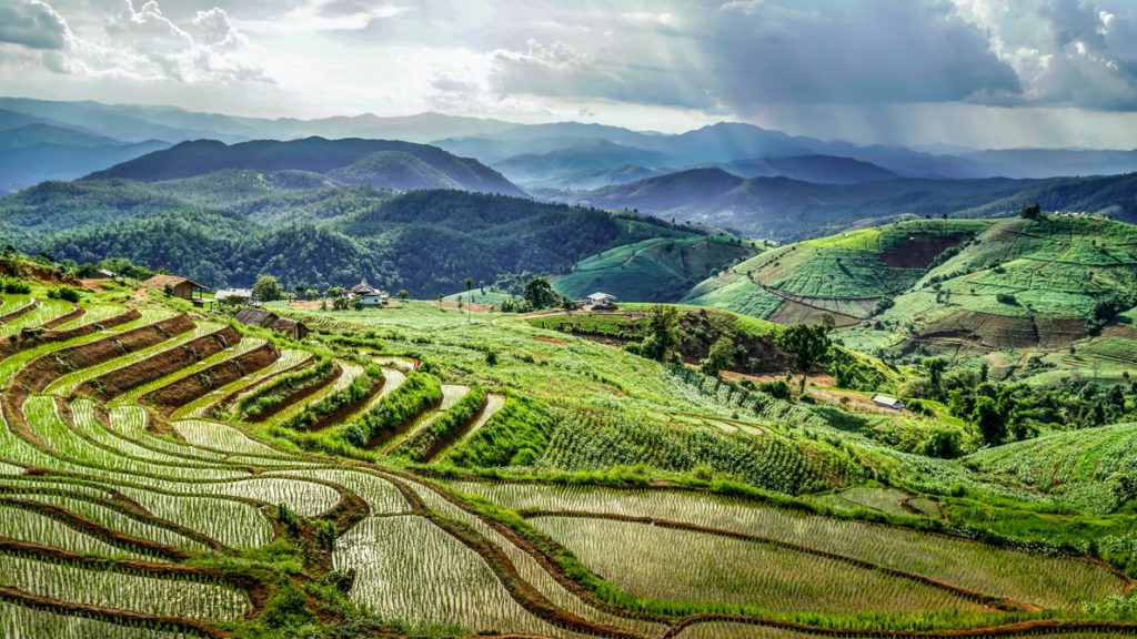 rice fields mon chaem