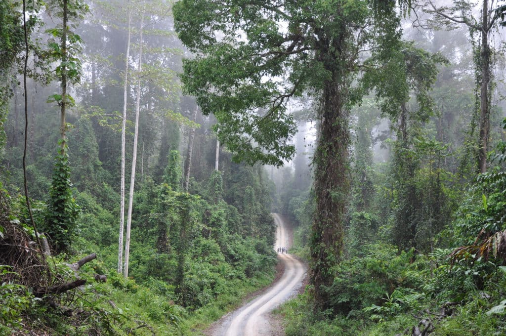 Danum valley