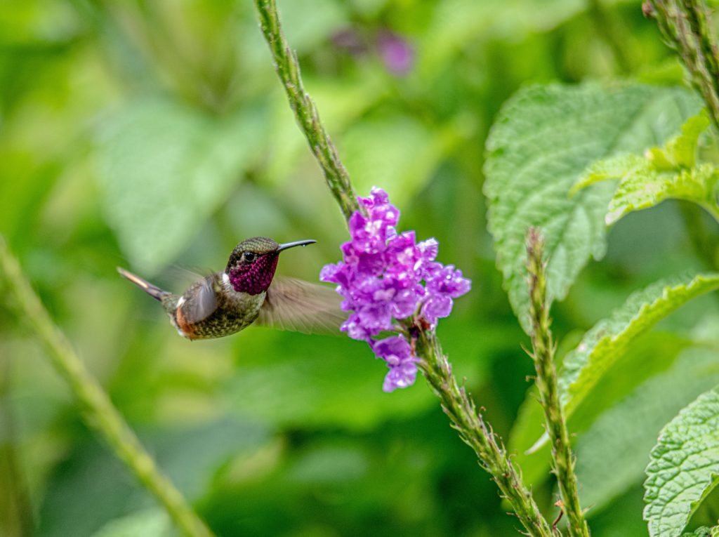 hummingbird