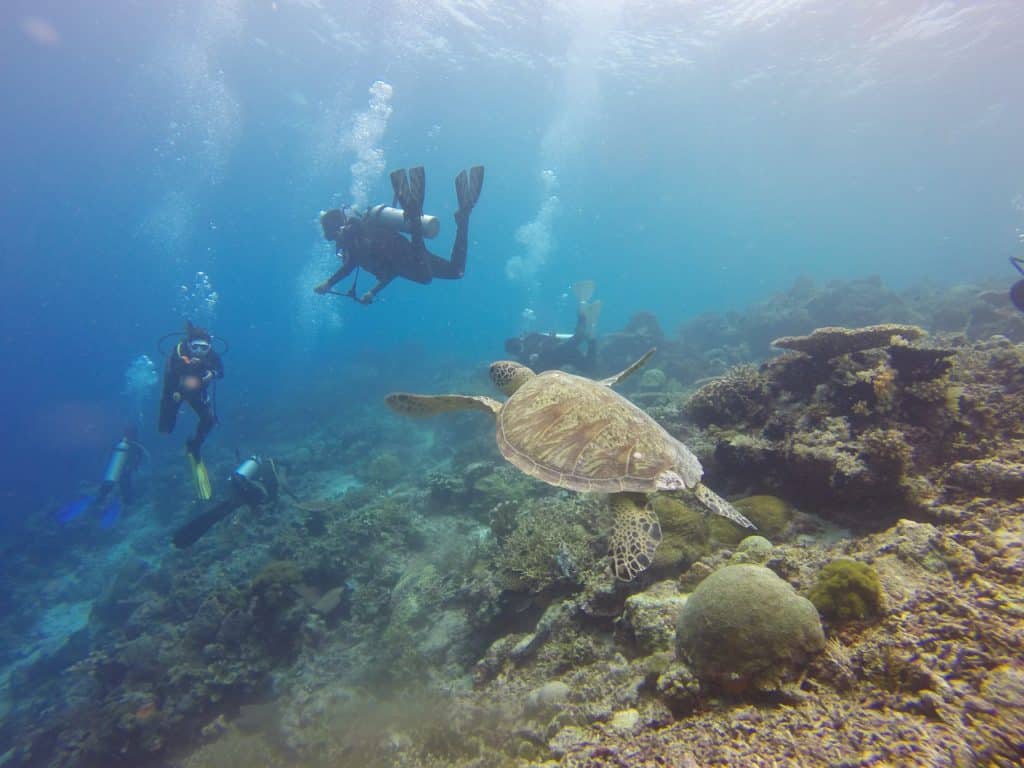 Turtle in Indonesia