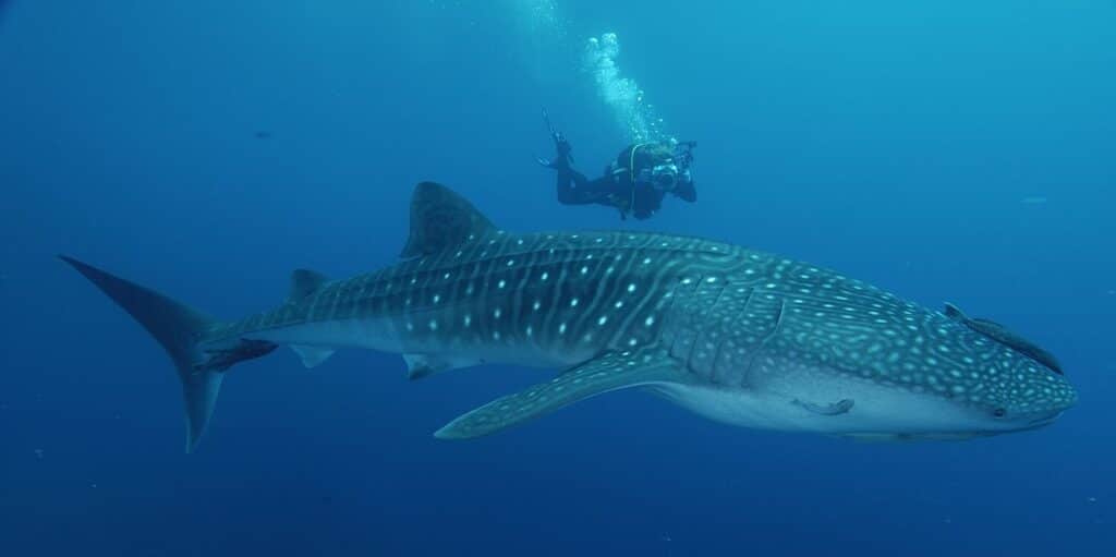 whale shark