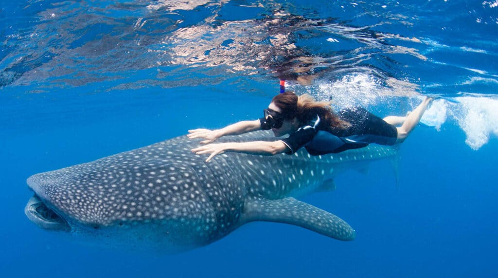 Whale shark