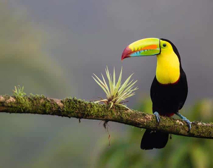 A tucan on a branch in Costa Rica