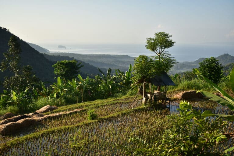 Manggis countryside