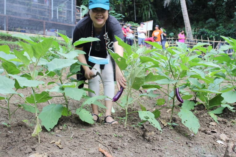 harvesting aubergines