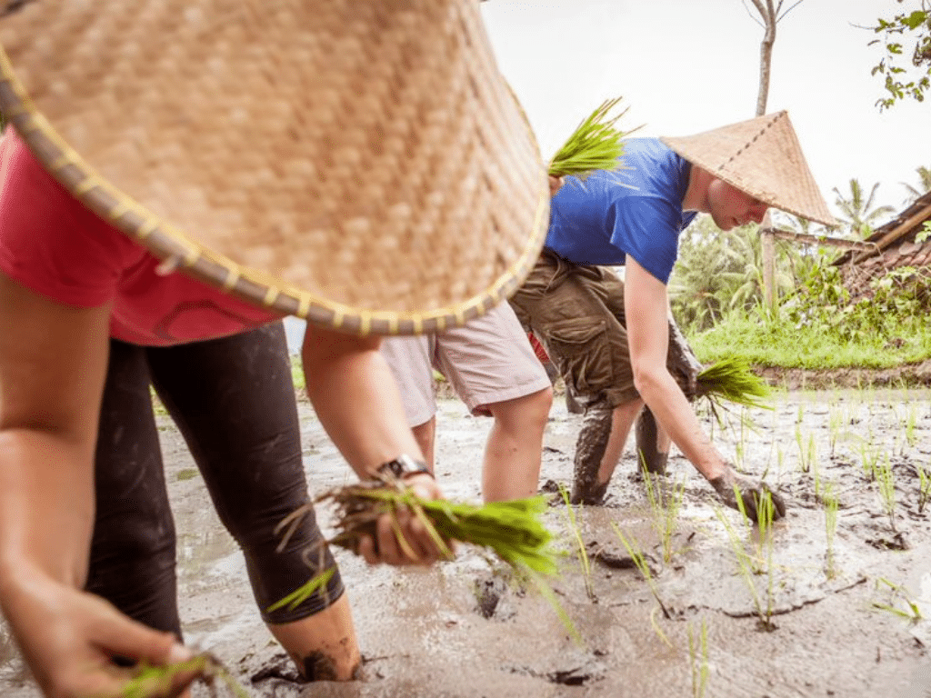 Rice farming Vietnam