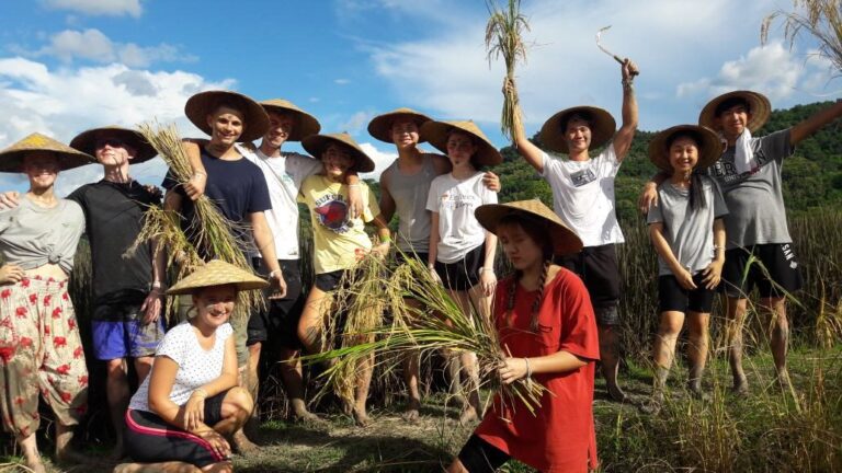 Rice harvesting in Vietnam