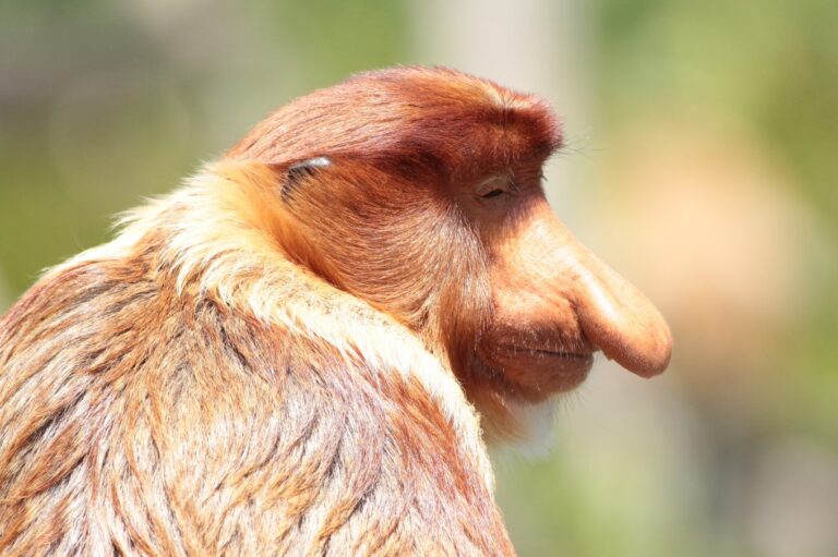 Borneo's famous proboscis monkey