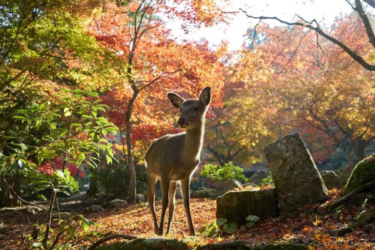 Deer on Miyajima Island