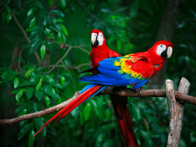 Scarlet Macaw of Costa Rica