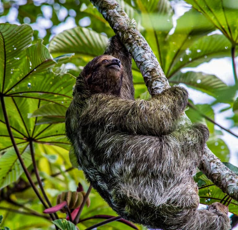 Sloth and wildlife in Costa Rica