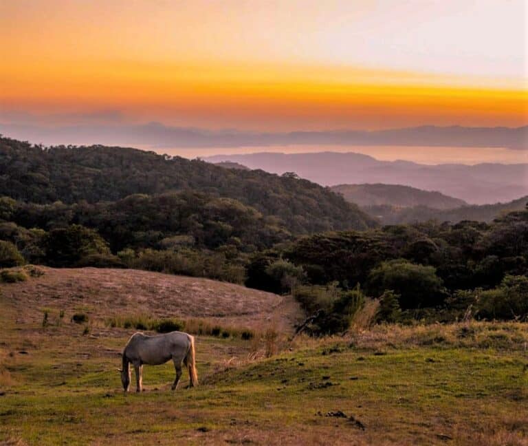 Costa Rica hills and horses in the countryside