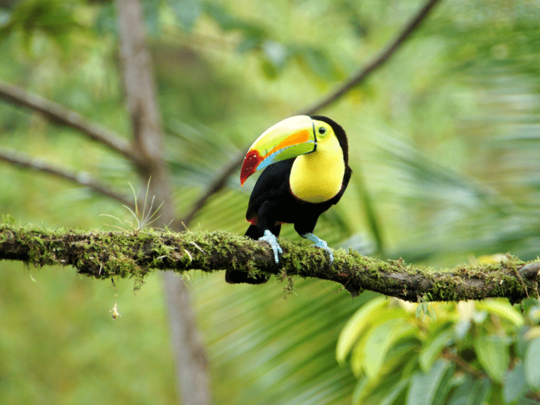 Toucan, Costa Rica wildlife