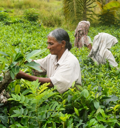 1Discova-Header-Best-of-Ceylon-thumb-475x506px