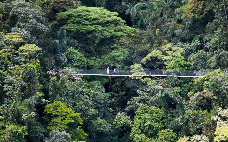 Hanging bridges