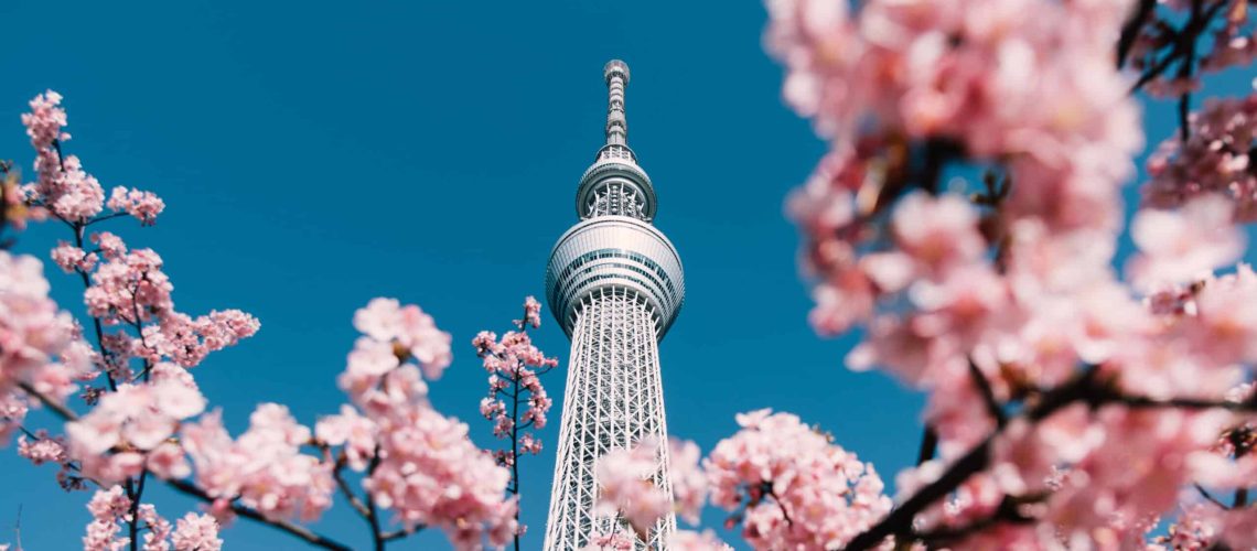 Cherry Blossom and Sakura with Tokyo Sky Tree in Japan.